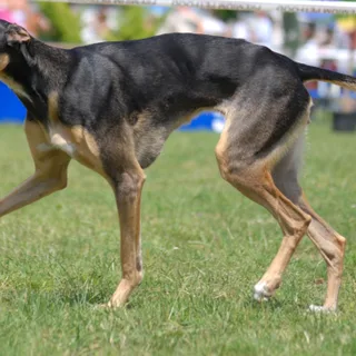 Galgo polaco
