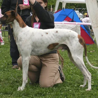 Lebrel húngaro