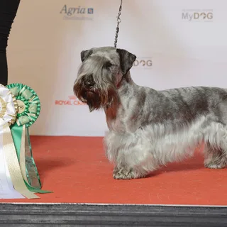 Terrier ceco