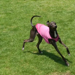 Pequeno Galgo Italiano