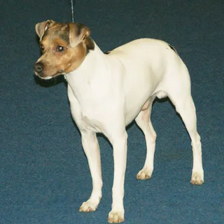 Terrier brasiliano