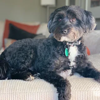 Terrier Tibetano