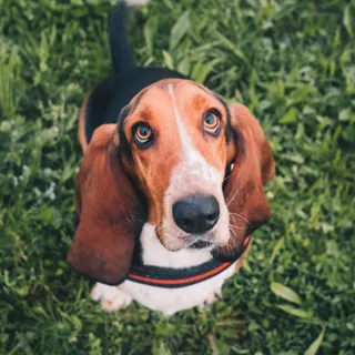 Basset Hound