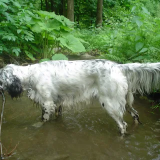Setter Inglese