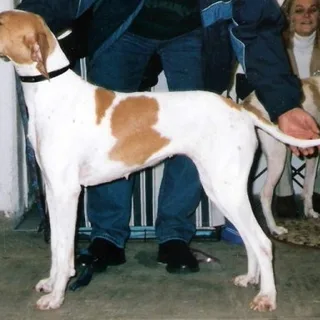 Pointer Inglês