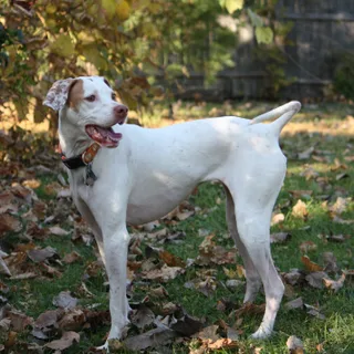 Pointer Inglese