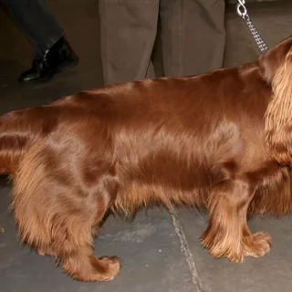 Sussex Spaniel