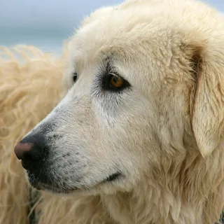 Maremmen-Abruzzen-Schäferhund
