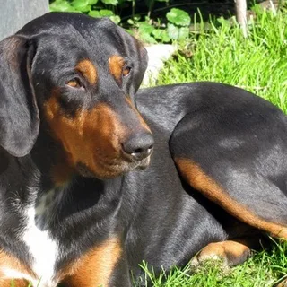Transylvanischer Laufhund