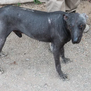 Peruaanse naakthond