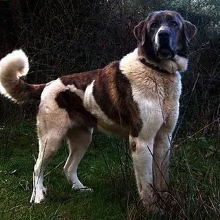 Spaanse Mastiff