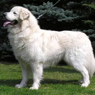 Tchouvatch slovaque