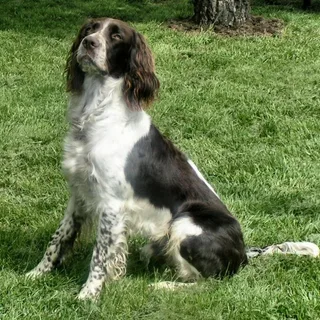 French Spaniel