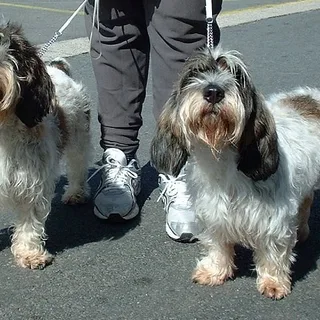 Petit Basset Griffon Vendeano