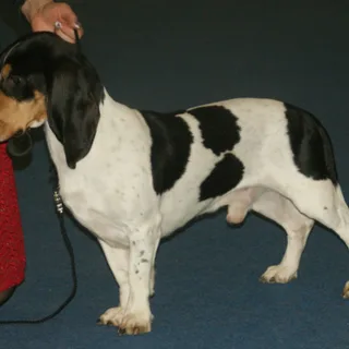 Petit chien courant suisse