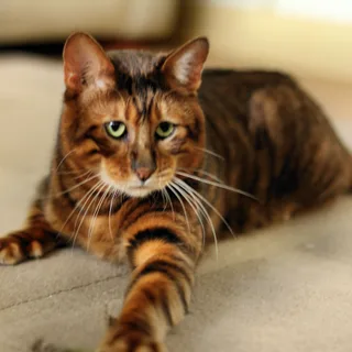 Toyger