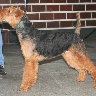 Welsh terriër