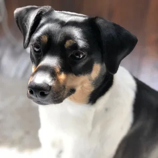 Ratonero Bodeguero Andaluz