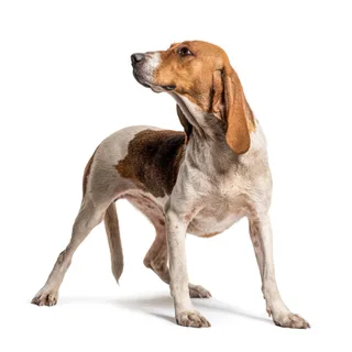 Artois-Hund
