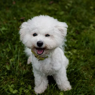 Bichon frisé
