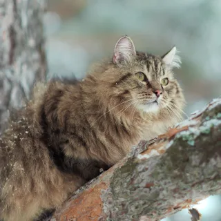 Sibirische Katze