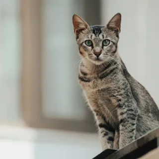 Mau Egipcio