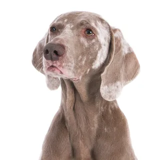 Weimarse staande hond
