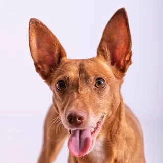 Podenco Canario