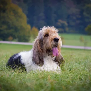 Grande basset griffon vendéen