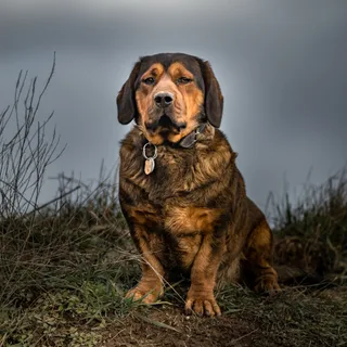 Basset delle Alpi