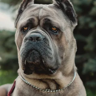 Cane corso
