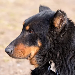 Beauceron