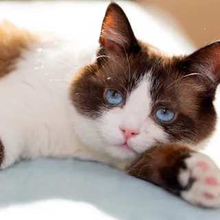 Snowshoe