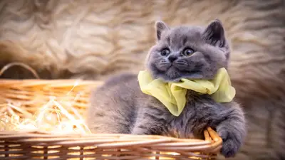 Prix chat : chaton de race en France (2026)