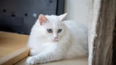 Races de chats blancs : guide France 2026