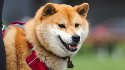 Petit chien japonais : races et guide 2026