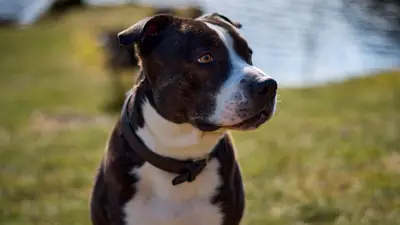 Chiens catégorisés et interdits en France : liste 2026