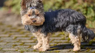 Comment rendre un chiot propre : méthode simple