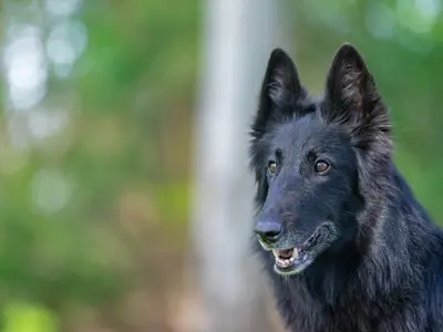 Groenendaelerkennel Of Dazzling Black