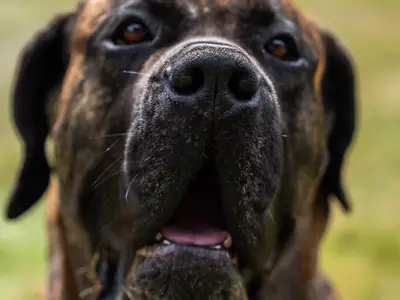 Bad Dogz Canario