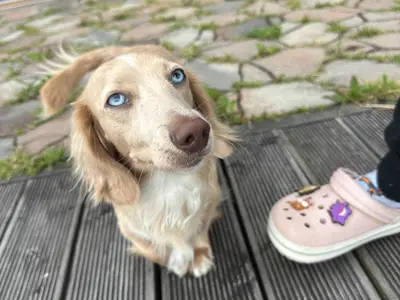 Von Creamshire