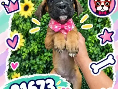 Libra Cachorros