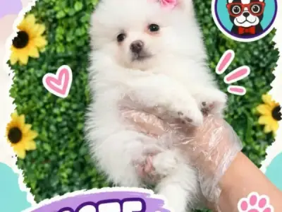 Libra Cachorros