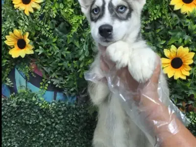 Libra Cachorros