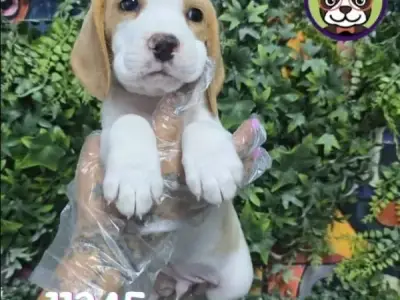 Libra Cachorros