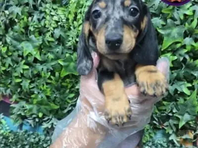 Libra Cachorros