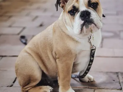 Friendship-Bulldogs