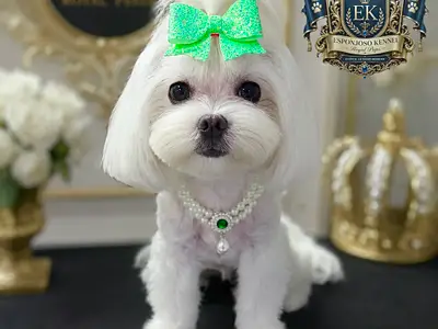 ESPONJOSO KENNEL - ROYAL PUPS