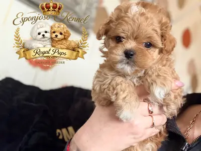 ESPONJOSO KENNEL - ROYAL PUPS