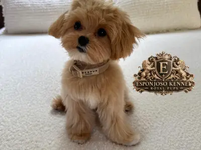ESPONJOSO KENNEL - ROYAL PUPS
